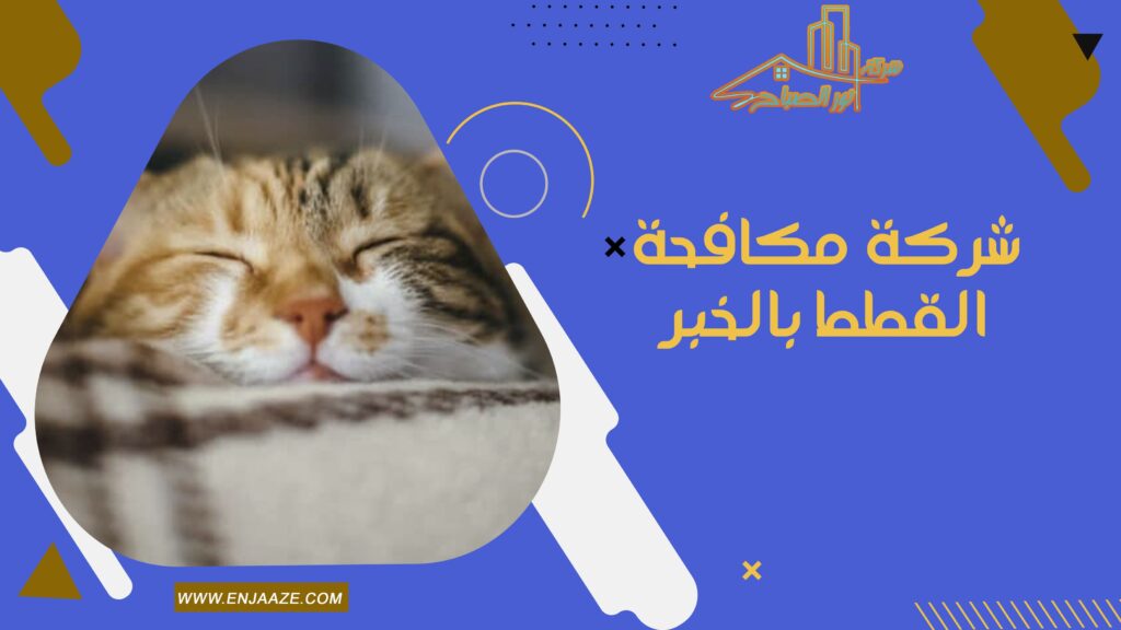 شركة مكافحة القطط بالخبر