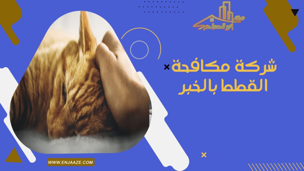 شركة مكافحة القطط بالخبر